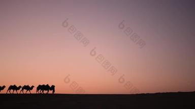骆驼大篷车剪影在沙漠中间的日落